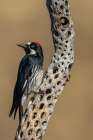 Acorn woodpecker inspecting cactus skeleton, in the desert of southern Arizona Art Print